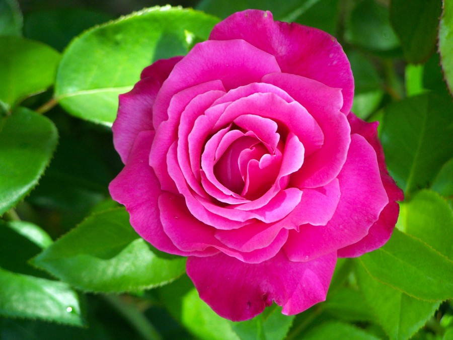 rozen rozen