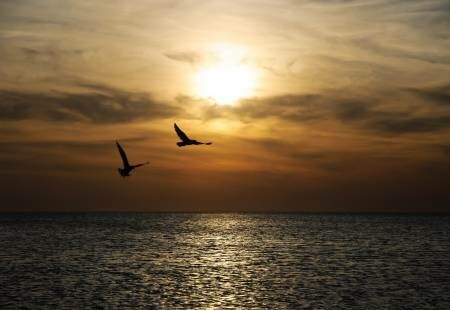 24910687-heldere-zonsondergang-panorama-met-vliegende-vogels-onder-het-zeeoppervlak